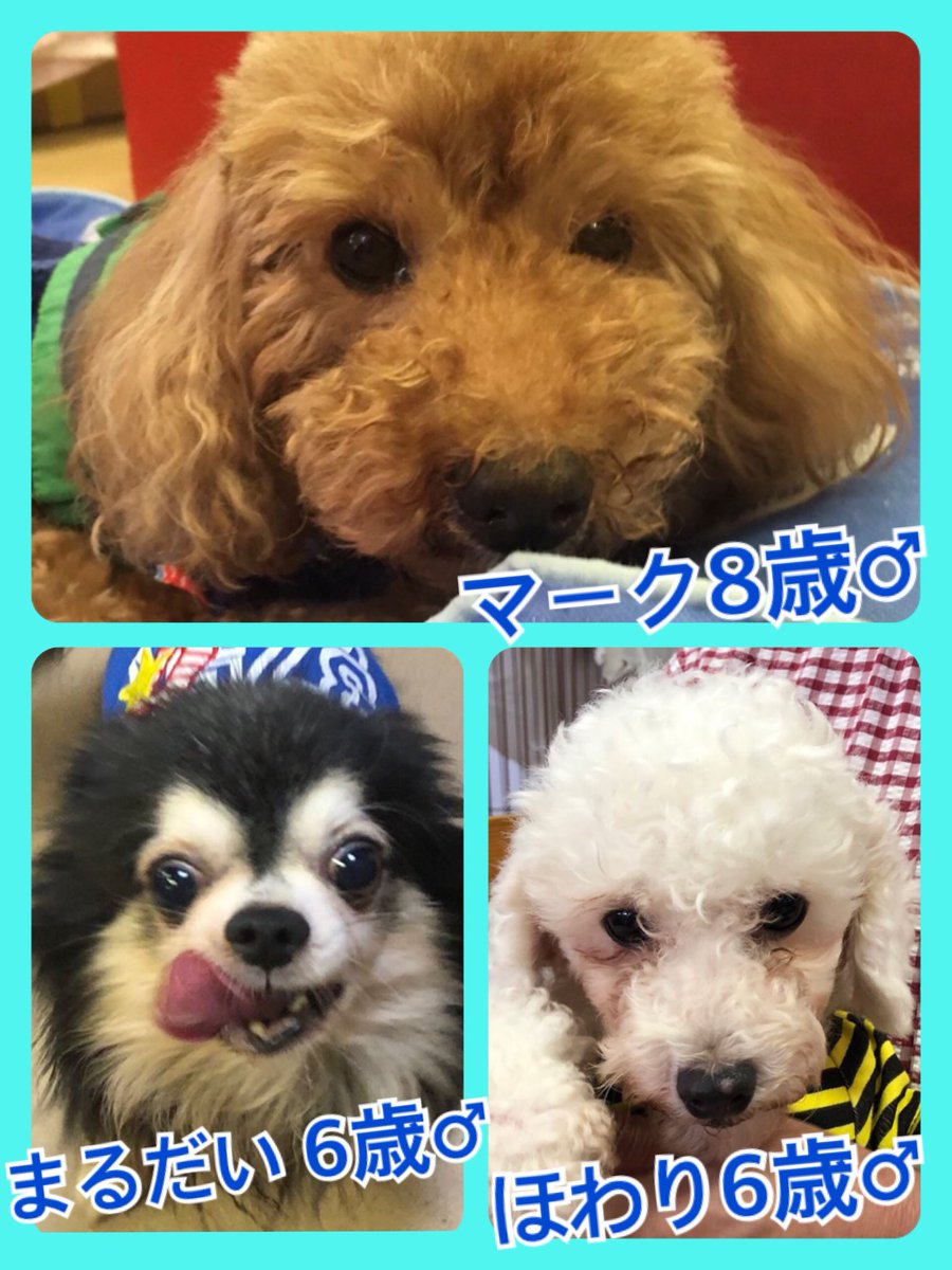 🐾今日の里親様募集中ワンコ🐶メンバーです🐾2019,8,27